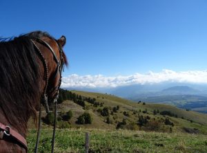 Un cheval faisant face à une vallée