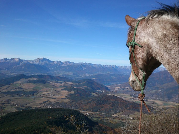 Un cheval faisant face à une vallée chevauchée du verdon